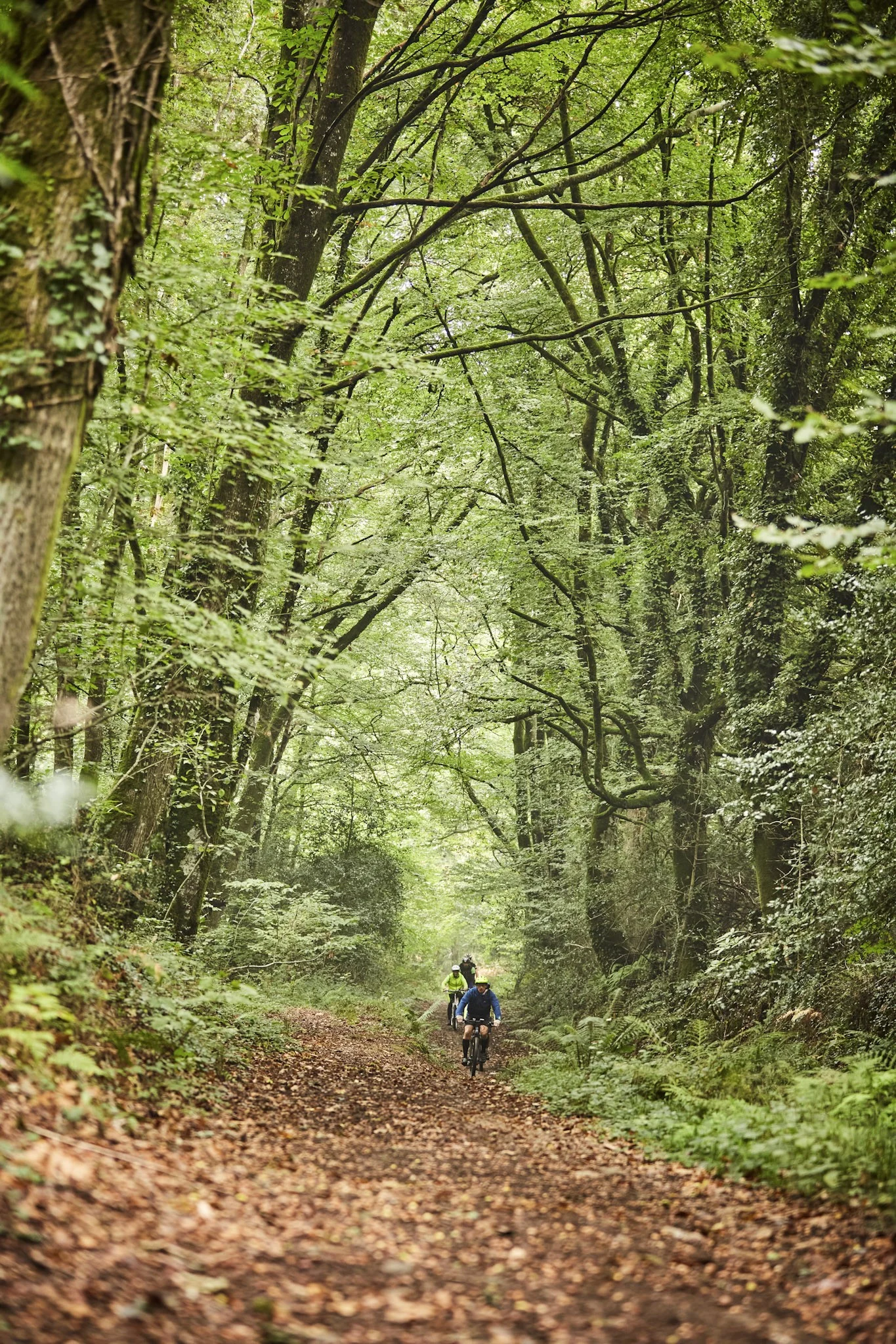 Vélo en forêt